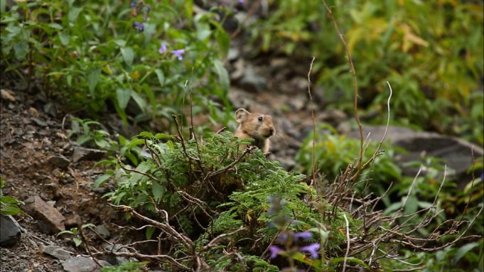 온난화에 살판난 쥐떼…세계 대도시 곳곳서 폭발적 증가