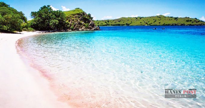 핑크 비치 보존의 가치