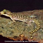 ▲동부 자바 지역에서 활가락도마뱀붙이(Cyrtodactylus 속) 발견. 2025.3.12