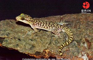 동부 자와에서 신종 도마뱀붙이 발견, “페첼 마디운” 명명