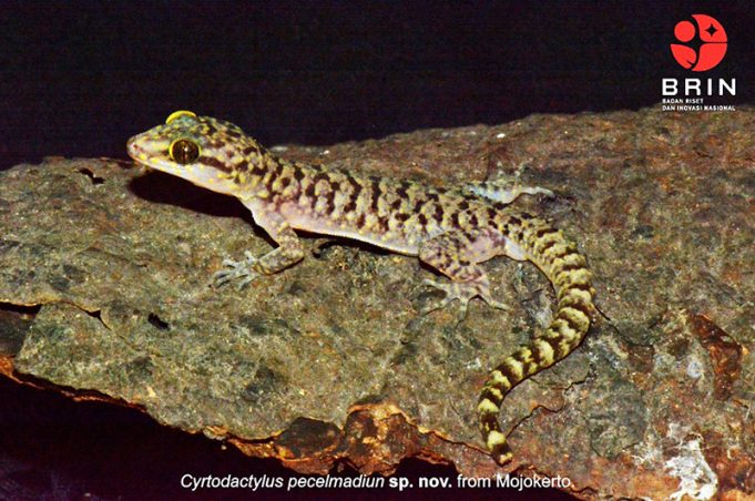 동부 자와에서 신종 도마뱀붙이 발견, “페첼 마디운” 명명