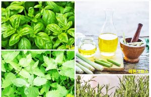 자카르타 시민의 생활 탐방이야기 – 집에서 키울 수 있는 모기 퇴치 식물 5가지