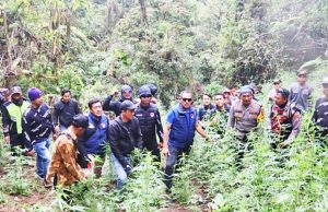 브로모 국립공원 내 대규모 대마초 재배지 발견