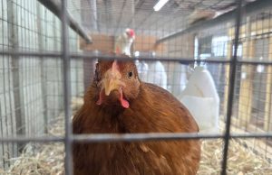 전세계 달걀 찾아 나선 미국… “인도네시아·아시아 등에 수입 타진”