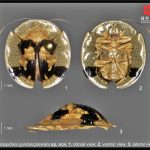 술라웨시에서 거북딱정벌레 2종 발견. 2025.3.6