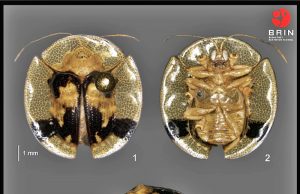 술라웨시에서 거북딱정벌레 2종 발견, 생물 다양성 연구에 기여