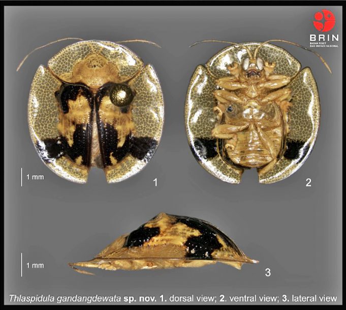 술라웨시에서 거북딱정벌레 2종 발견, 생물 다양성 연구에 기여