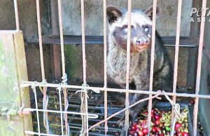 루왁커피의 유명세 뒤 숨겨진 진실