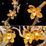 인도네시아 아체서 희귀 ‘잎 없는 난초’ 신종 발견…