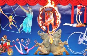 “수년간 고문·착취 당했다” 타만 사파리 서커스 고발