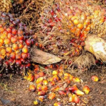 팜유 열매 Kelapa Sawit