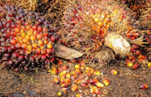 미국 고율 관세 정책, 인도네시아 팜유 산업 경쟁력 위협