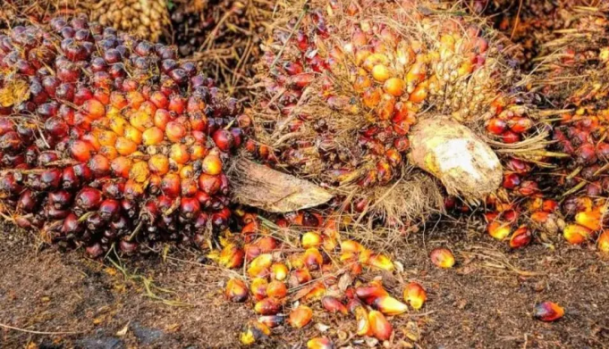 미국 고율 관세 정책, 인도네시아 팜유 산업 경쟁력 위협