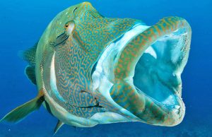 인도네시아-한국, 멸종위기종 나폴레옹피쉬 양식 기술 협력