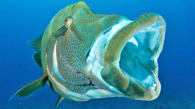 napoleon wrasse Adobe Stock