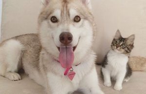 개와 고양이 팔자