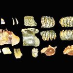 마두라 해협 해저에서 호모 에렉투스 화석 발견. 2025.5.201