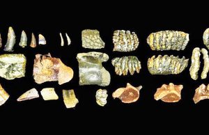 마두라 해협 해저에서 호모 에렉투스 화석 발견, 초기 인류 분포도 수정