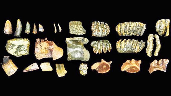 마두라 해협 해저에서 호모 에렉투스 화석 발견, 초기 인류 분포도 수정