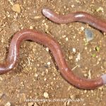 부톤섬서 신종 ‘눈 없는 도마뱀’ 발견. 2025.5.14