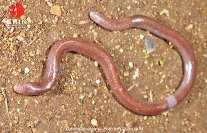 부톤섬서 신종 ‘눈 없는 도마뱀’ 발견