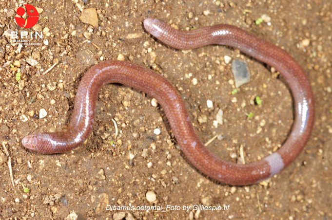 부톤섬서 신종 ‘눈 없는 도마뱀’ 발견