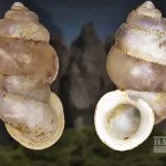 북말루쿠 바찬섬, 신종 달팽이 ‘디안타 바투바찬’ 발견 Baru Keong Darat di Pulau Bacan