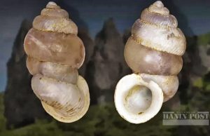 북말루쿠 바찬섬, 신종 달팽이 ‘디안타 바투바찬’ 발견