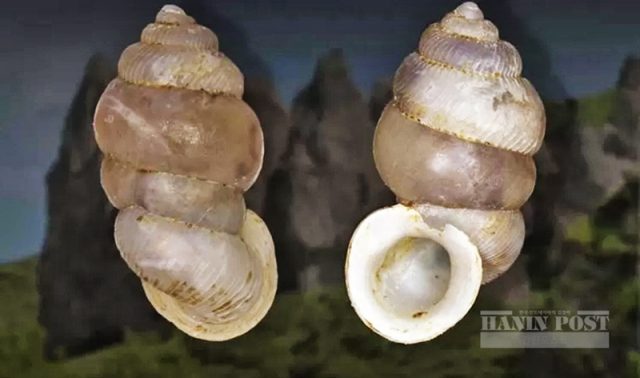 북말루쿠 바찬섬, 신종 달팽이 '디안타 바투바찬' 발견 Baru Keong Darat di Pulau Bacan