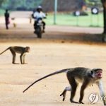 스리랑카 길거리의 원숭이들