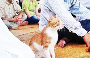 인도네시아, 고양이 사랑 이슬람 최대 국가에서의 고양이에 대한 인식