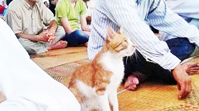 인도네시아, 고양이 사랑 이슬람 최대 국가에서의 고양이에 대한 인식