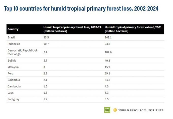 인도네시아 열대 원시림 손실 세계 2위 생태계 붕괴 경고