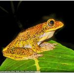 술라웨시에서 발견된 날개구리