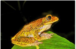 100년 만의 귀환, 술라웨시 날개구리 신종으로 재발견