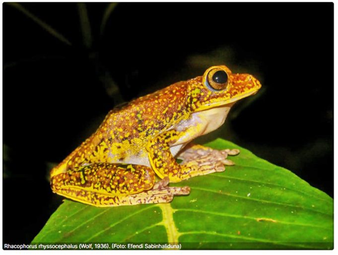 100년 만의 귀환, 술라웨시 날개구리 신종으로 재발견