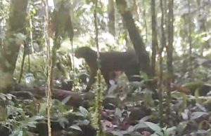 칼리만탄 붉은고양이, 20년 만에 무인카메라에 재포착