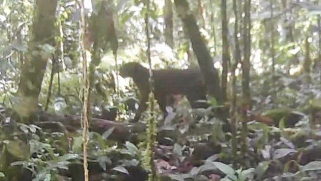 칼리만탄 붉은고양이