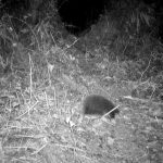 파푸아 섬의 희귀 포유류, 아텐버러 바늘두더지(Zaglossus attenboroughi)