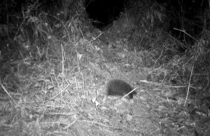 60년 만에 다시 발견된 아텐버러 바늘두더지, 멸종 위기종 보전에 새로운 희망