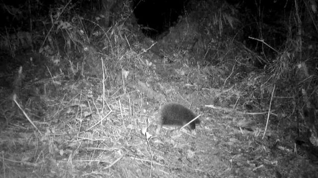 파푸아 섬의 희귀 포유류, 아텐버러 바늘두더지(Zaglossus attenboroughi)