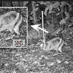 ‘수마트라 줄무늬 토끼(Nesolagus netscheri)’