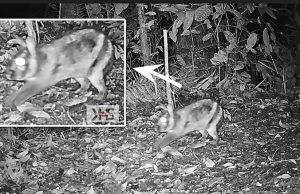 멸종위기 ‘수마트라 줄무늬 토끼’, 카메라에 포착