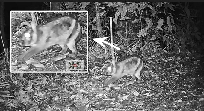 멸종위기 ‘수마트라 줄무늬 토끼’, 카메라에 포착