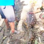 술라웨시주 남부 부톤에서 사람을 삼킨 비단뱀