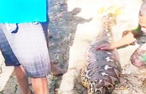 60대 농부 삼킨 8미터 비단뱀… 밭일 나섰다 참변, 주민 충격