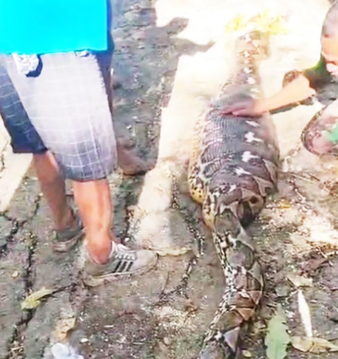 60대 농부 삼킨 8미터 비단뱀… 밭일 나섰다 참변, 주민 충격