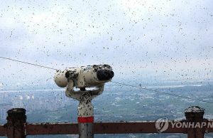 한국가면 여름철 불청객 ‘러브버그’ … 익충일까 해충일까