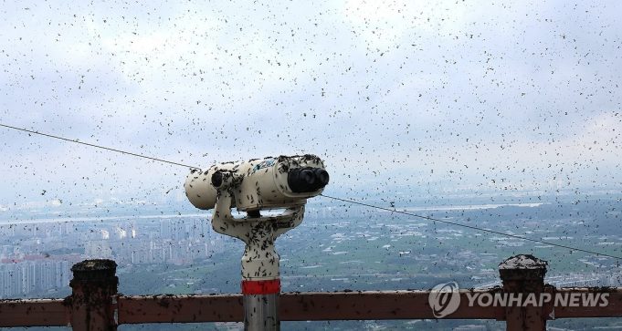한국가면 여름철 불청객 ‘러브버그’ … 익충일까 해충일까
