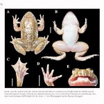 칼리만탄서 송곳니 개구리 신종 2종 발견. 2025.7.15